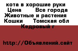 кота в хорошие руки › Цена ­ 0 - Все города Животные и растения » Кошки   . Томская обл.,Кедровый г.